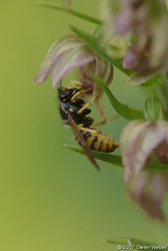 Wespe an einer Stendelwurz-Art