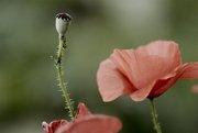 Klatschmohn - mit ufraw nachbearbeitet