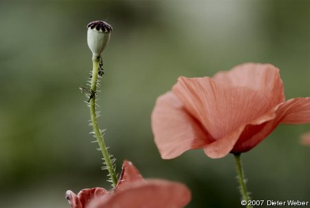 Klatschmohn - mit ufraw nachbearbeitet