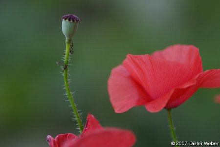 Klatschmohn