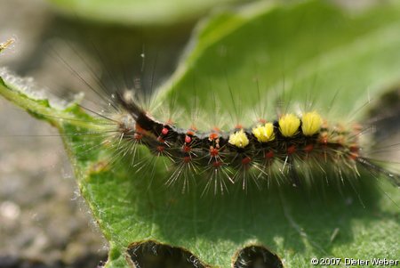 Bunte Raupe