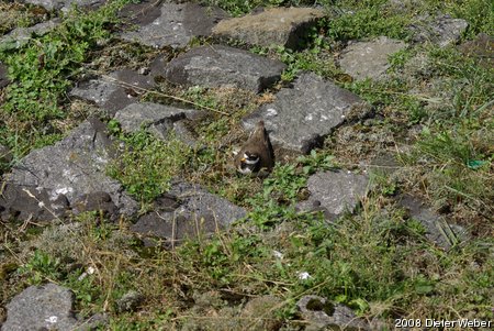 Küken eines Watvogels (kA welcher)