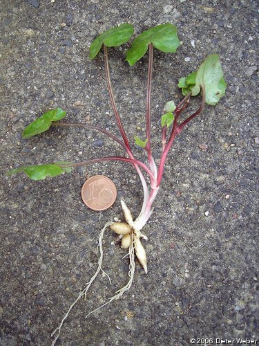 Scharbockskraut - Ganze Pflanze