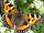 Kleiner Fuchs (Aglais urticae) auf Liguster