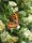 Kleiner Fuchs (Aglais urticae) auf Liguster (Ligustrum vulgare)