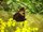 Kleiner Fuchs (Aglais urticae) auf Weinraute