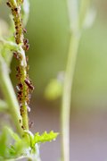 Blattläuse und Schwarze Wegameise auf Rainfarn