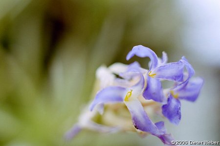 Tillandsia bergeri Blüten-Detail