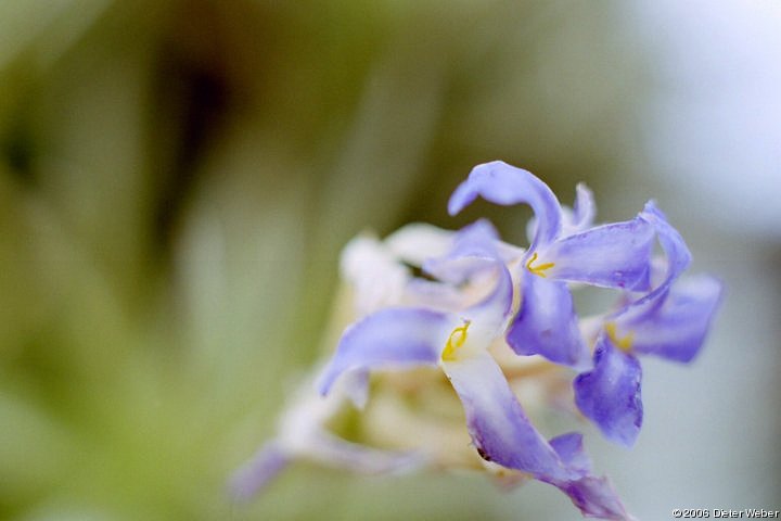 Tillandsia bergeri Blüten-Detail