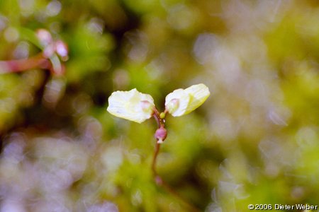 Wasserschlauch-Blüte (Utricularia)