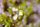 Wasserschlauch-Blüte (Utricularia)
