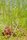 Sonnentau (Drosera rotundifolia)