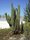 Kaktus in der Saline