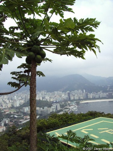 Papaya-Pflanze mit Rio de Janeiro im Hintergrund