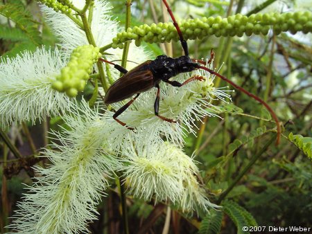 Mimosen-Verwandtschaft mit Käfer