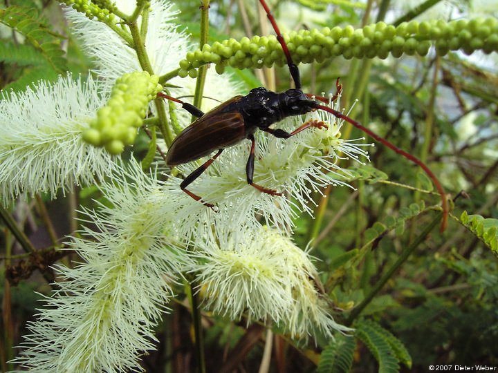 Mimosen-Verwandtschaft mit Käfer