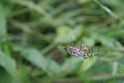 Wespenspinne (Argiope bruennichi) mit Beute