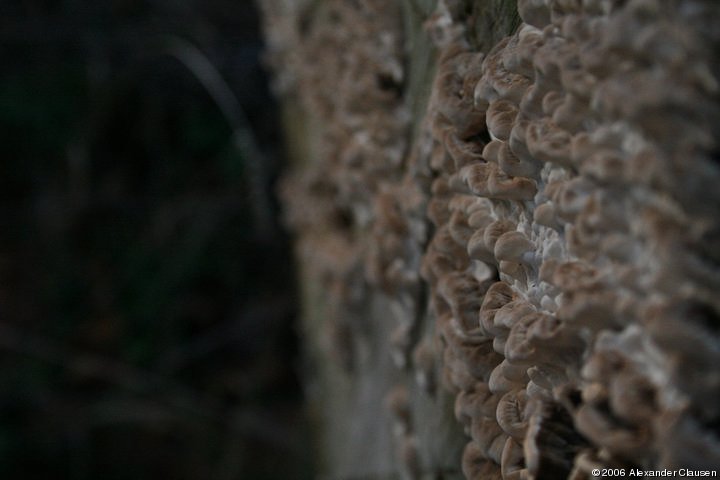 Pilze auf Baumstamm