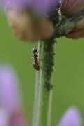Blattläuse und Ameise auf Salbei