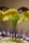 Blüte einer Passionsblume (Passiflora caerulea)