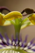Blüte einer Passionsblume (Passiflora caerulea)