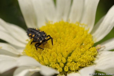 Marienkäfer-Larve auf einer Margeritenblüte