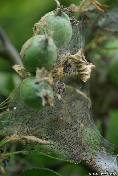 Gespinst von Spinner-Raupen in einem Apfelbaum