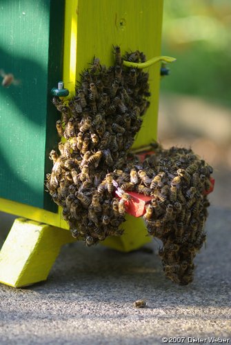 Honigbienen-Traube